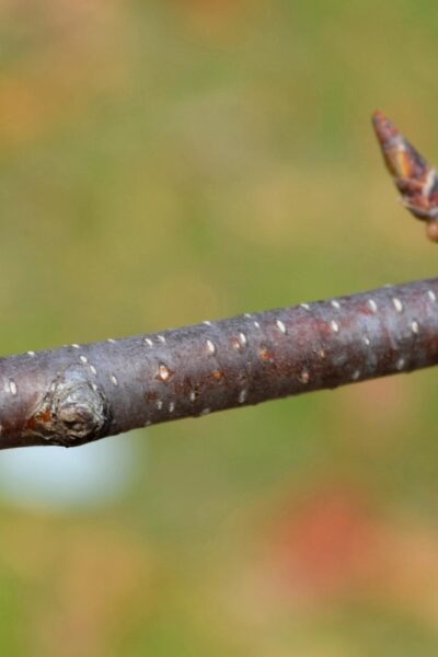 Betula papyrifera &prime;Uenci&prime; [sold as Renaissance Upright&trade;] - Buds