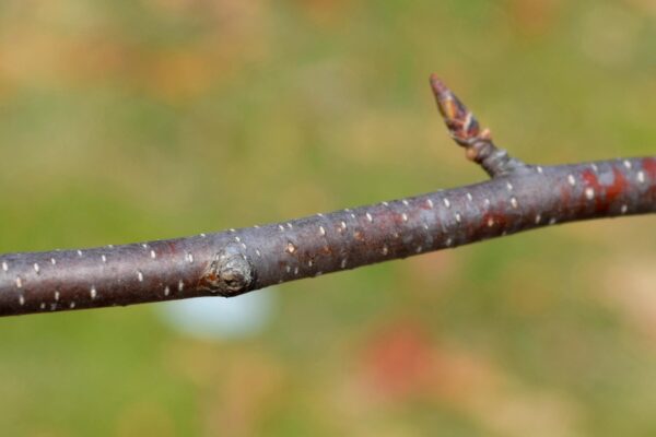 Betula papyrifera ′Uenci′ [sold as Renaissance Upright™] - Buds