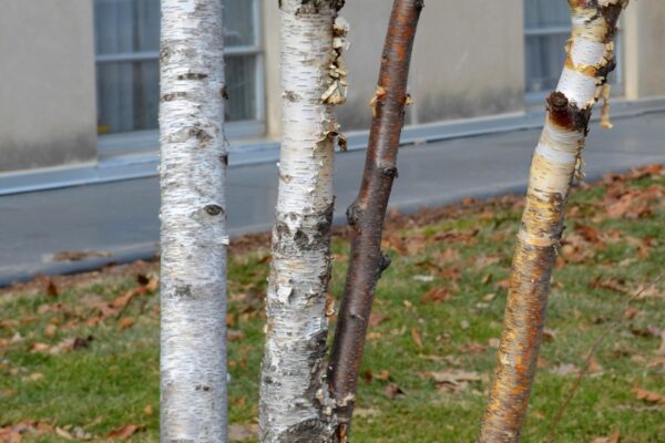 Betula papyrifera ′Uenci′ [sold as Renaissance Upright™] - Bark