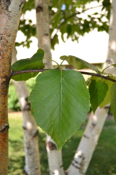 Betula papyrifera &prime;Renci&prime; [sold as Renaissance Reflection&reg;] - Leaf