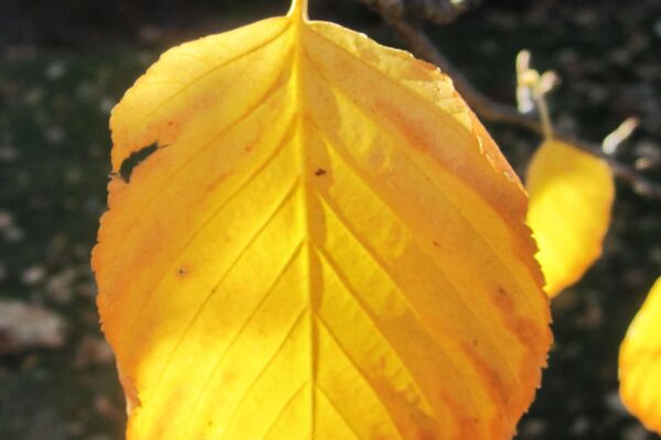 Betula papyrifera ′Renci′ [sold as Renaissance Reflection®] - Fall Foliage