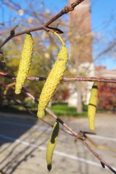Betula papyrifera &prime;Renci&prime; [sold as Renaissance Reflection&reg;] - Flower
