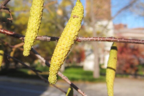 Betula papyrifera ′Renci′ [sold as Renaissance Reflection®] - Flower