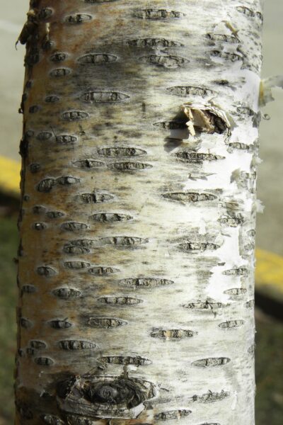 Betula papyrifera &prime;Renci&prime; [sold as Renaissance Reflection&reg;] - Bark