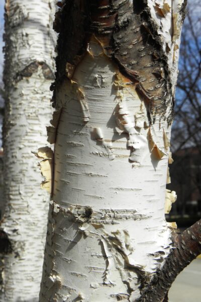 Betula papyrifera &prime;Renci&prime; [sold as Renaissance Reflection&reg;] - Bark