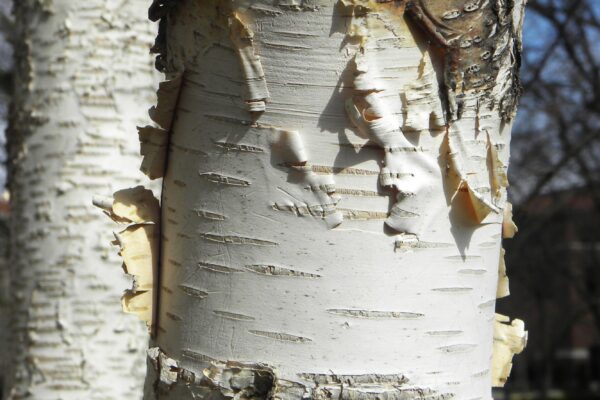 Betula papyrifera ′Renci′ [sold as Renaissance Reflection®] - Bark