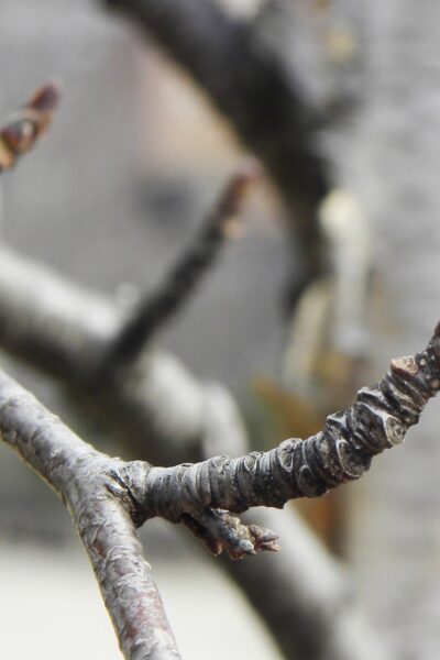 Betula papyrifera &prime;Renci&prime; [sold as Renaissance Reflection&reg;] - Buds