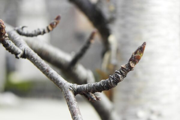 Betula papyrifera ′Renci′ [sold as Renaissance Reflection®] - Buds