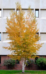 Betula papyrifera ′Renci′ [sold as Renaissance Reflection®] - Fall Color