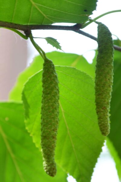 Betula papyrifera &prime;Renci&prime; [sold as Renaissance Reflection&reg;] - Flower