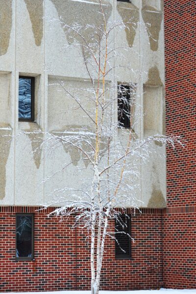 Betula papyrifera &prime;Renci&prime; [sold as Renaissance Reflection&reg;] - Winter Interest