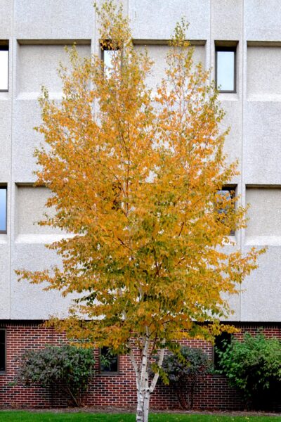 Betula papyrifera &prime;Renci&prime; [sold as Renaissance Reflection&reg;] - Fall Color