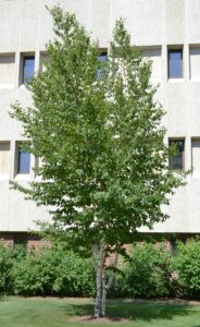 Betula papyrifera ′Renci′ [sold as Renaissance Reflection®] - Overall Tree Habit