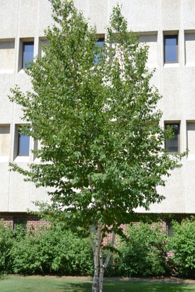 Betula papyrifera &prime;Renci&prime; [sold as Renaissance Reflection&reg;] - Overall Tree Habit