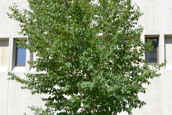 Betula papyrifera ′Renci′ [sold as Renaissance Reflection®] - Overall Tree Habit