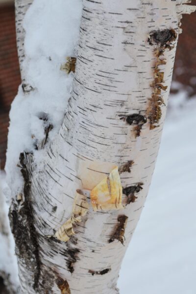 Betula papyrifera &prime;Renci&prime; [sold as Renaissance Reflection&reg;] - Bark