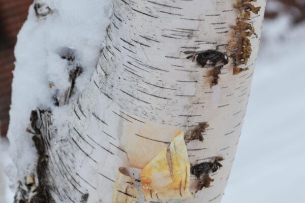 Betula papyrifera ′Renci′ [sold as Renaissance Reflection®] - Bark