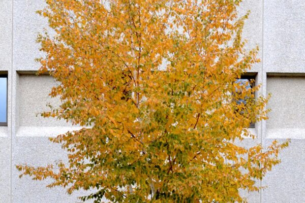 Betula papyrifera ′Renci′ [sold as Renaissance Reflection®] - Fall Color