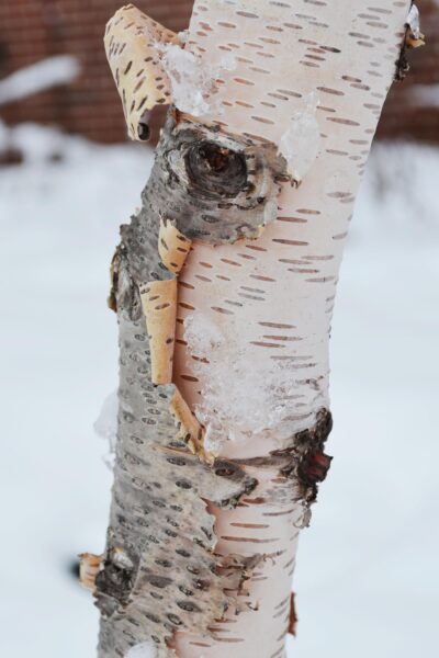 Betula papyrifera &prime;Renci&prime; [sold as Renaissance Reflection&reg;] - Bark