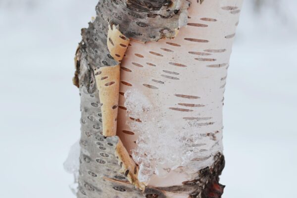 Betula papyrifera ′Renci′ [sold as Renaissance Reflection®] - Bark