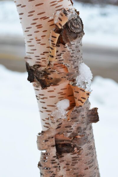 Betula papyrifera &prime;Renci&prime; [sold as Renaissance Reflection&reg;] - Bark