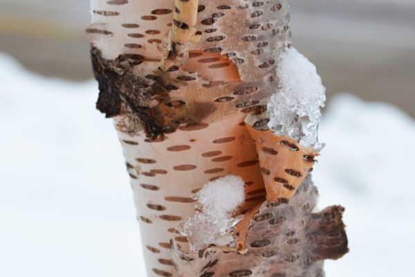 Betula papyrifera ′Renci′ [sold as Renaissance Reflection®] - Bark