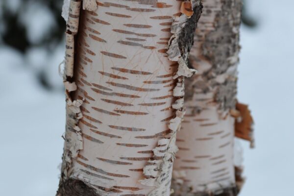 Betula papyrifera ′Renci′ [sold as Renaissance Reflection®] - Bark