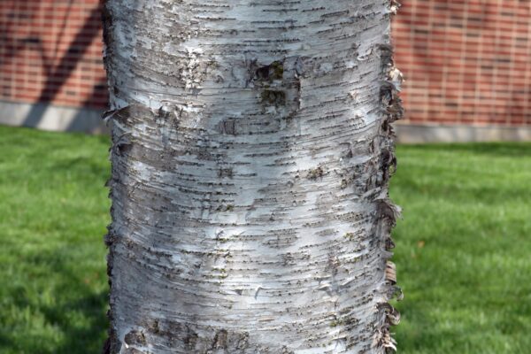 Betula pendula - Bark