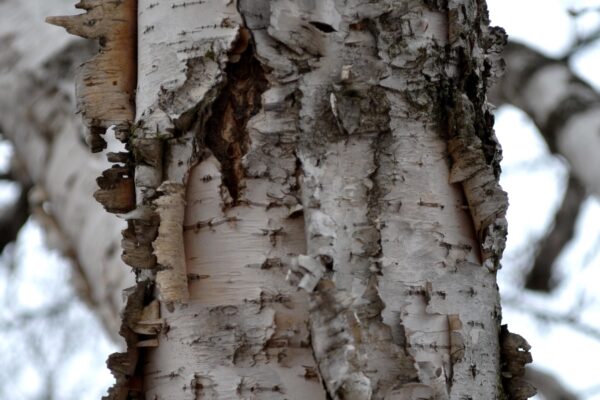 Betula pendula - Bark