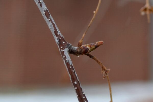 Betula pendula - Buds