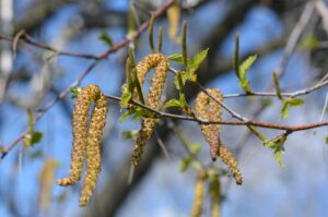 Betula pendula - Male Catkins