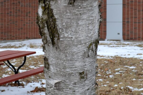 Betula pendula - Bark