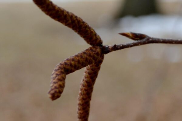 Betula pendula - Catkins