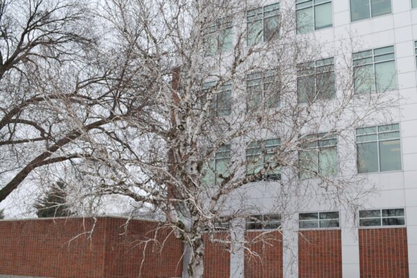 Betula pendula - Winter Habit