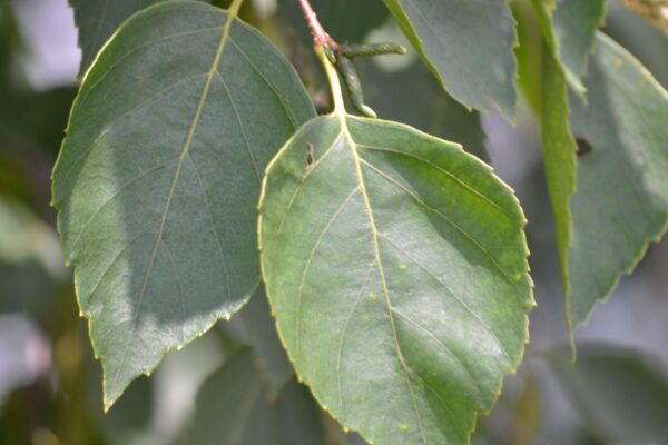 Betula pendula - Leaves