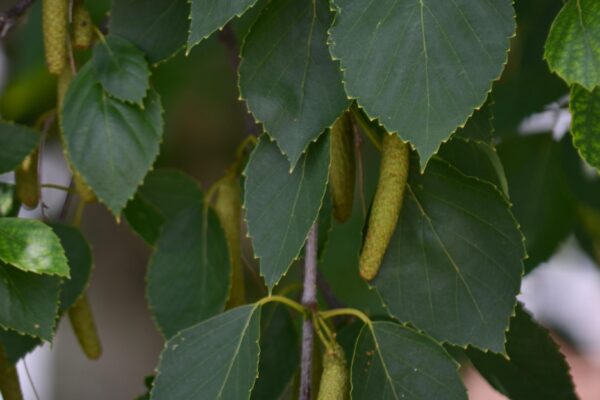 Betula pendula - Foliage and Fruit