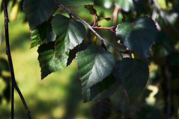 Betula × ′Crimson Frost′ - Leaves