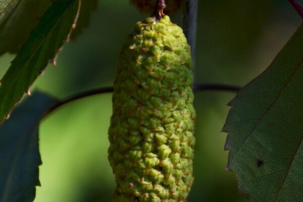 Betula × ′Crimson Frost′ - Unripe Fruit