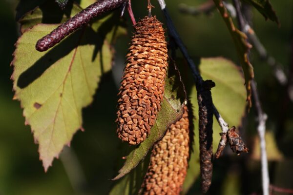 Betula × ′Crimson Frost′ - Ripe Fruit