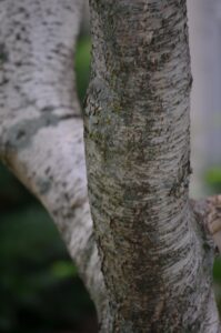 Betula platyphylla var. japonica - Bark