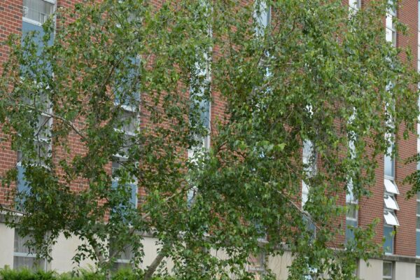 Betula platyphylla var. japonica - Summer Habit