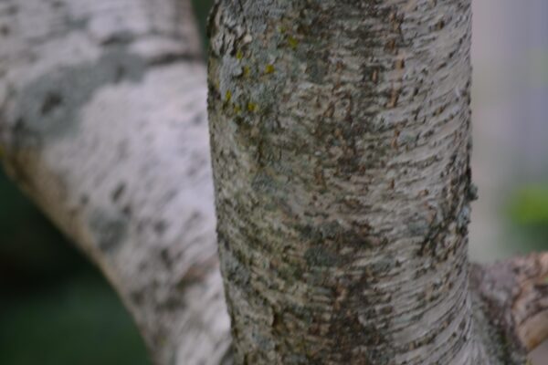 Betula platyphylla var. japonica - Bark