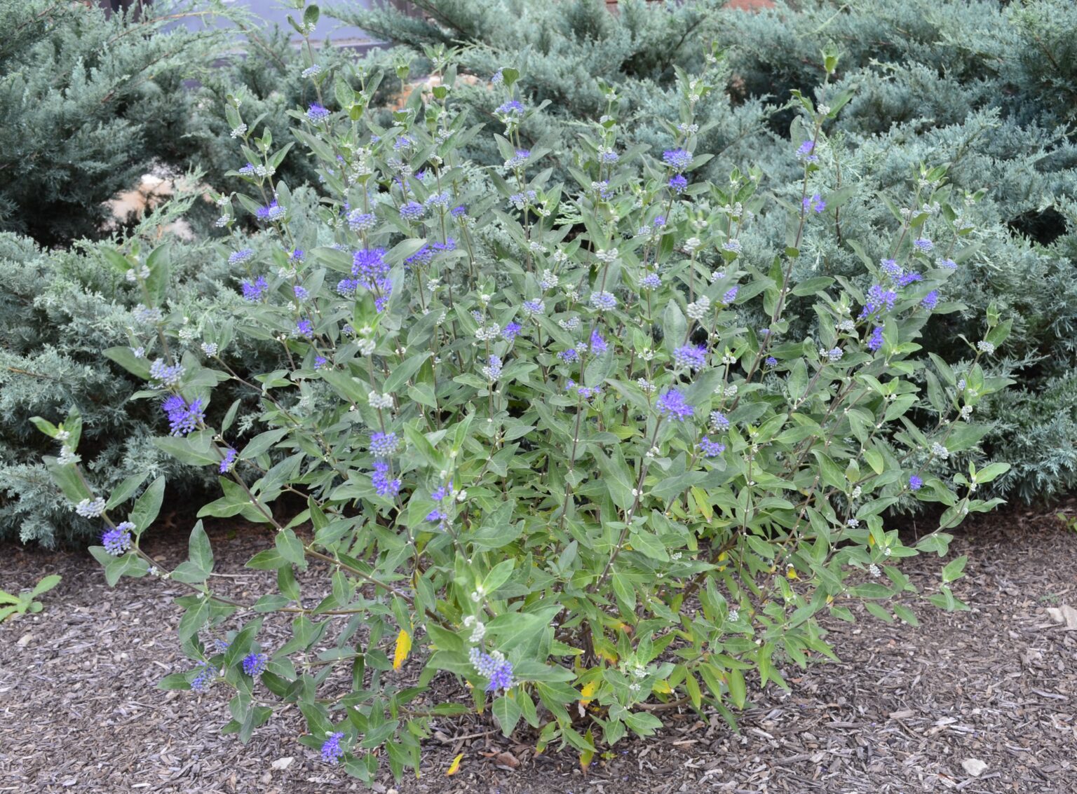 Caryopteris × clandonensis 'Longwood Blue' – Purdue Arboretum Explorer