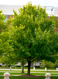 Acer rubrum &prime;Autumn Flame&prime; - Summer Habit