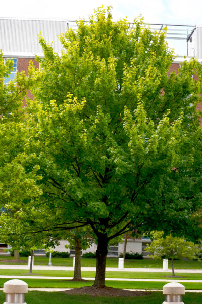 Acer rubrum &prime;Autumn Flame&prime; - Summer Habit