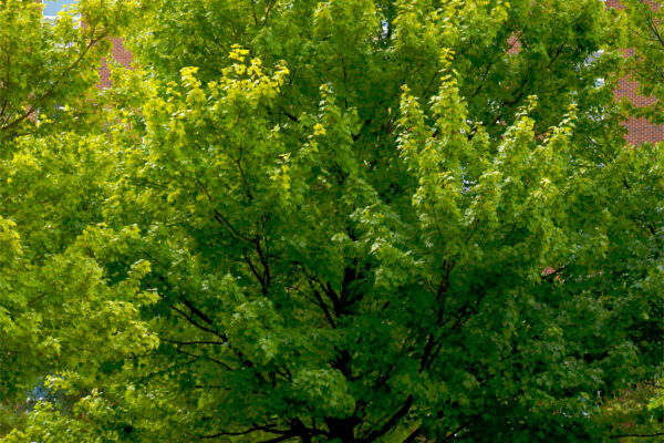Acer rubrum &prime;Autumn Flame&prime; - Summer Habit