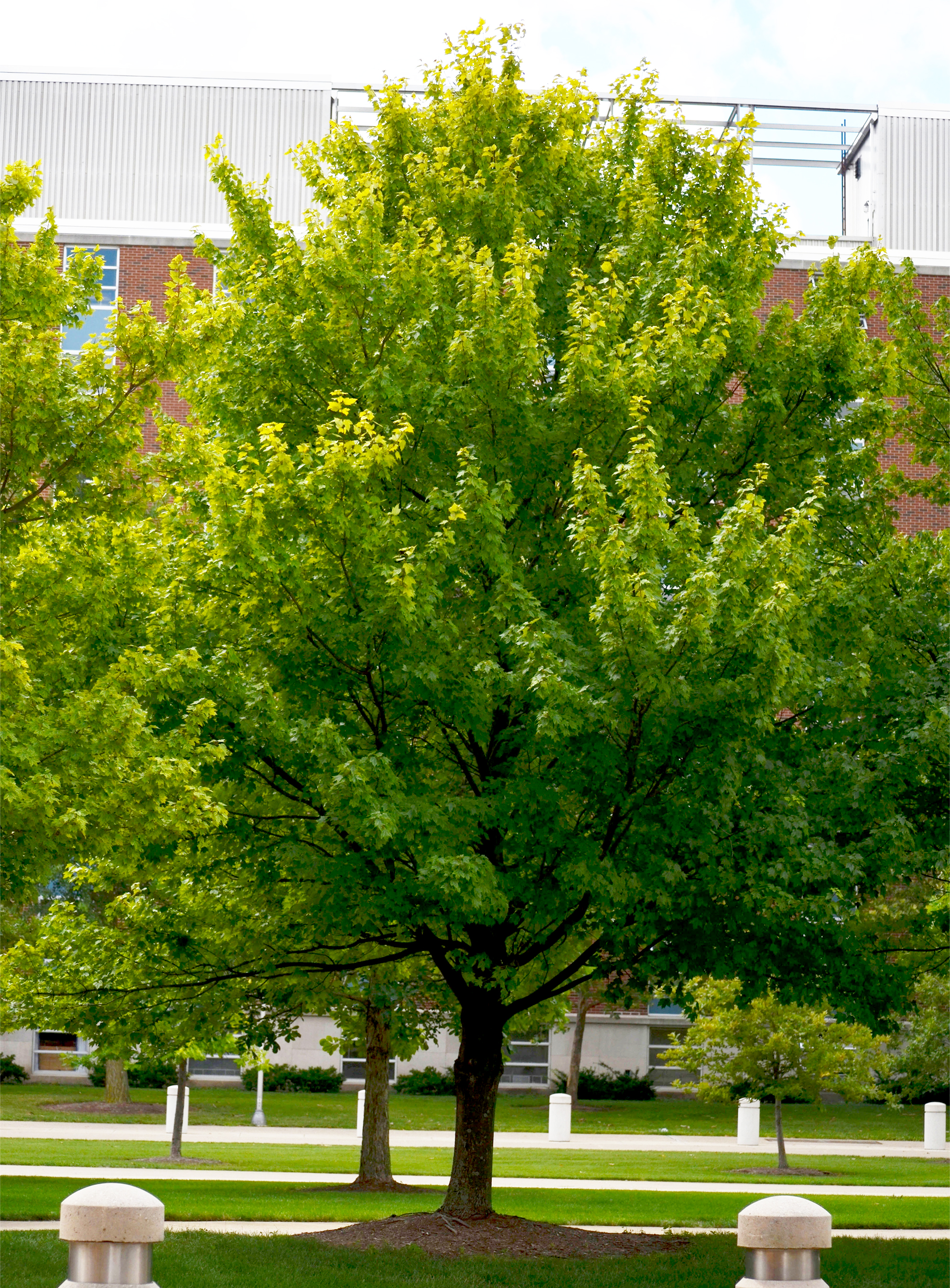 落葉樹 endoman. Acer rubrum 'Autumn Flame' – Purdue Arboretum Explorer