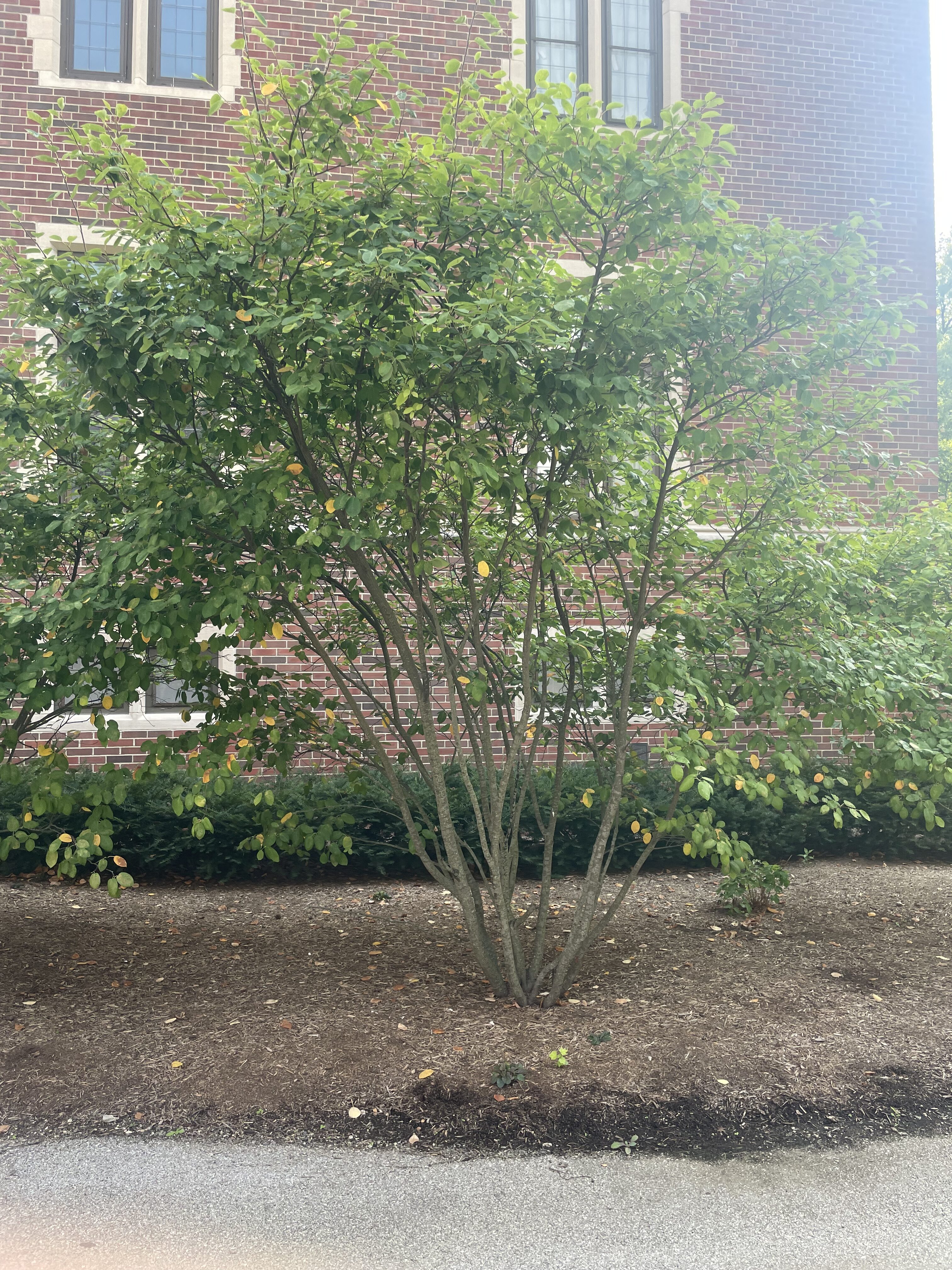 Amelanchier canadensis ‘Sprizam’ [sold as Spring Glory®] (Spring Glory ...