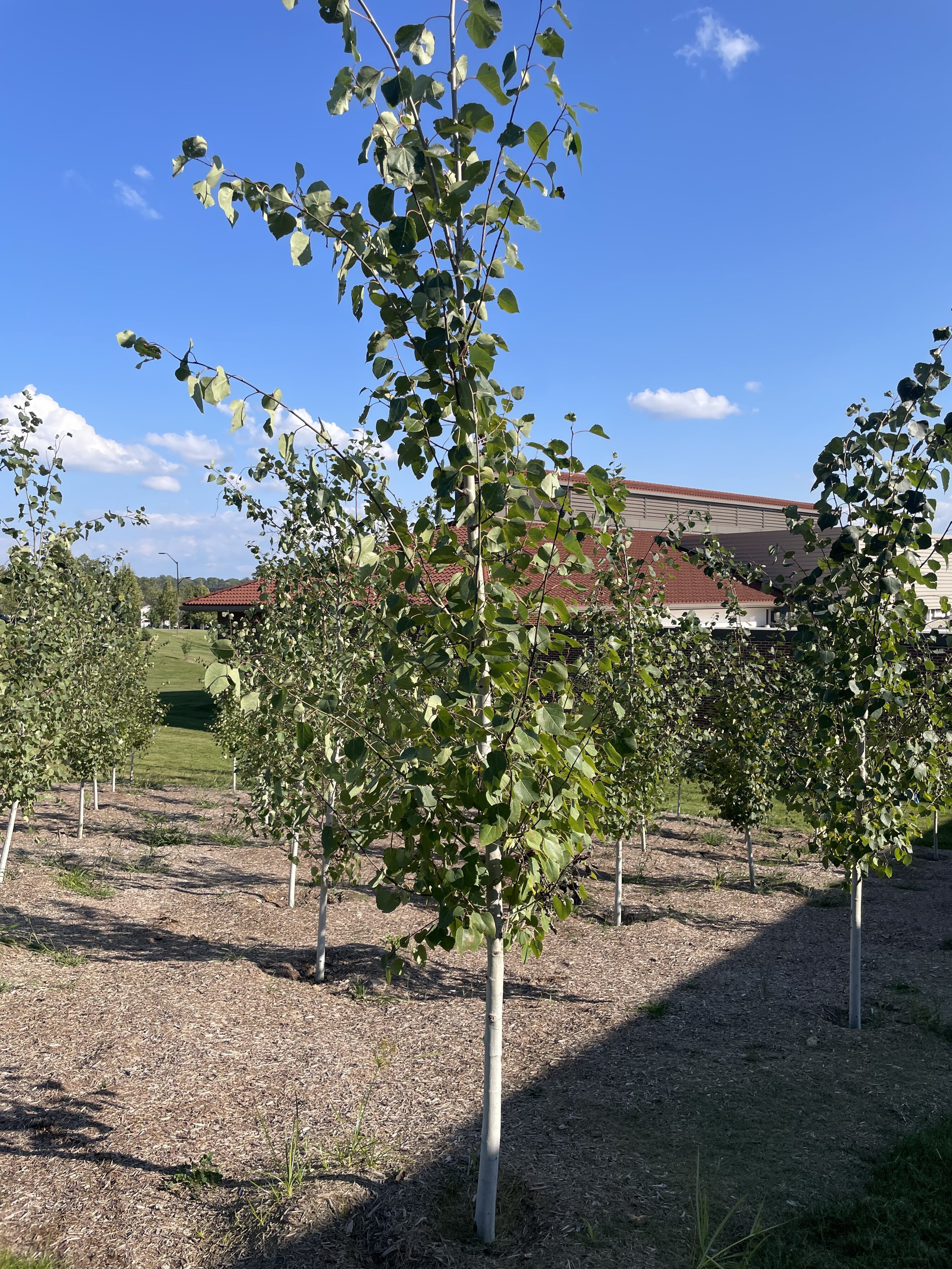 Populus tremuloides ‘NE Arb’ [sold as Prairie Gold®] (Prairie Gold ...