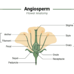 Angiosperm